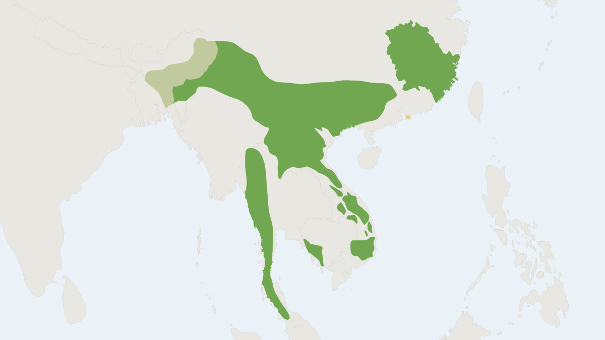 Range map of the Stump-tailed Macaque (Macaca arctoides)
