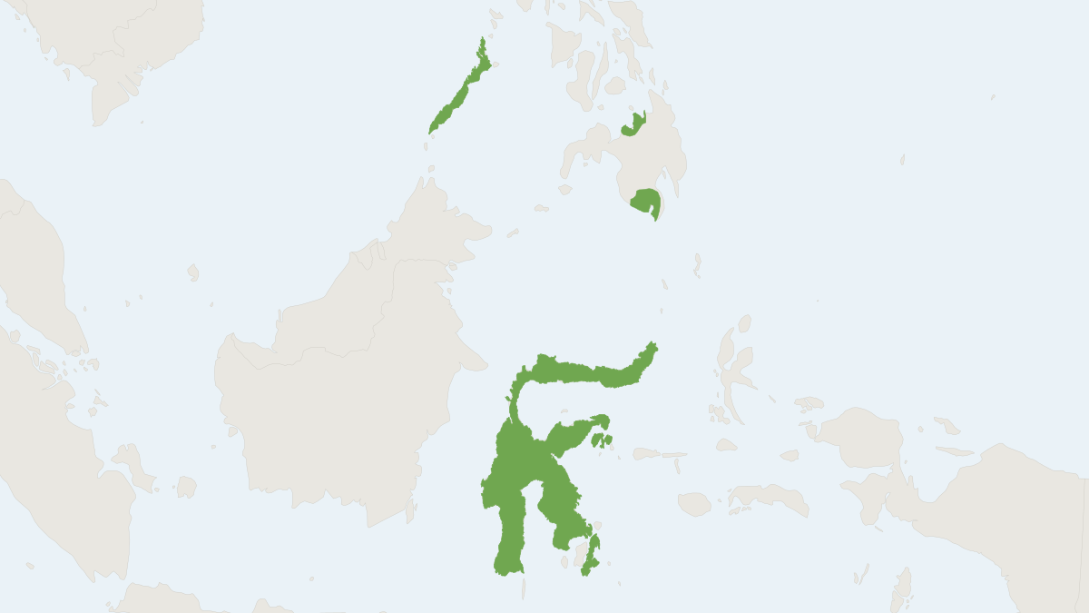 Range map of the Sulawesian Free-tailed Bat (Mops sarasinorum)