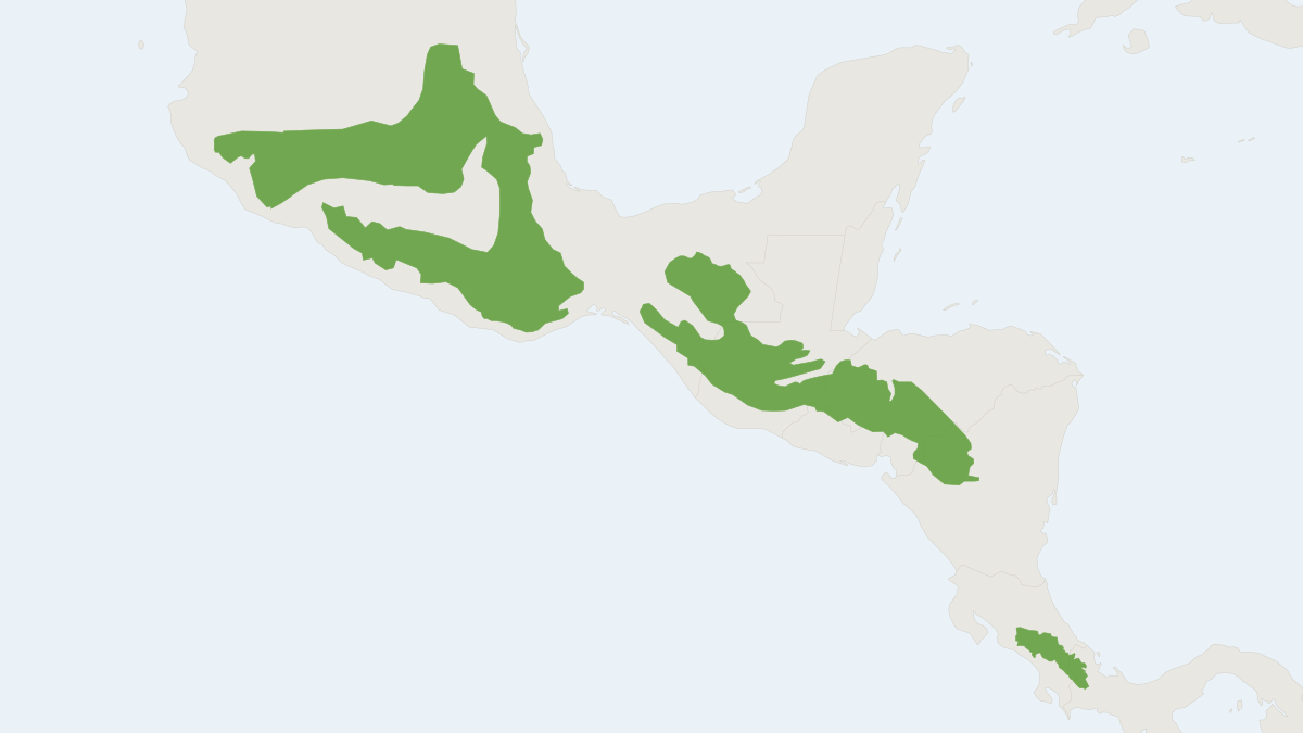 Range map of the Sumichrast's Harvest Mouse (Reithrodontomys sumichrasti)