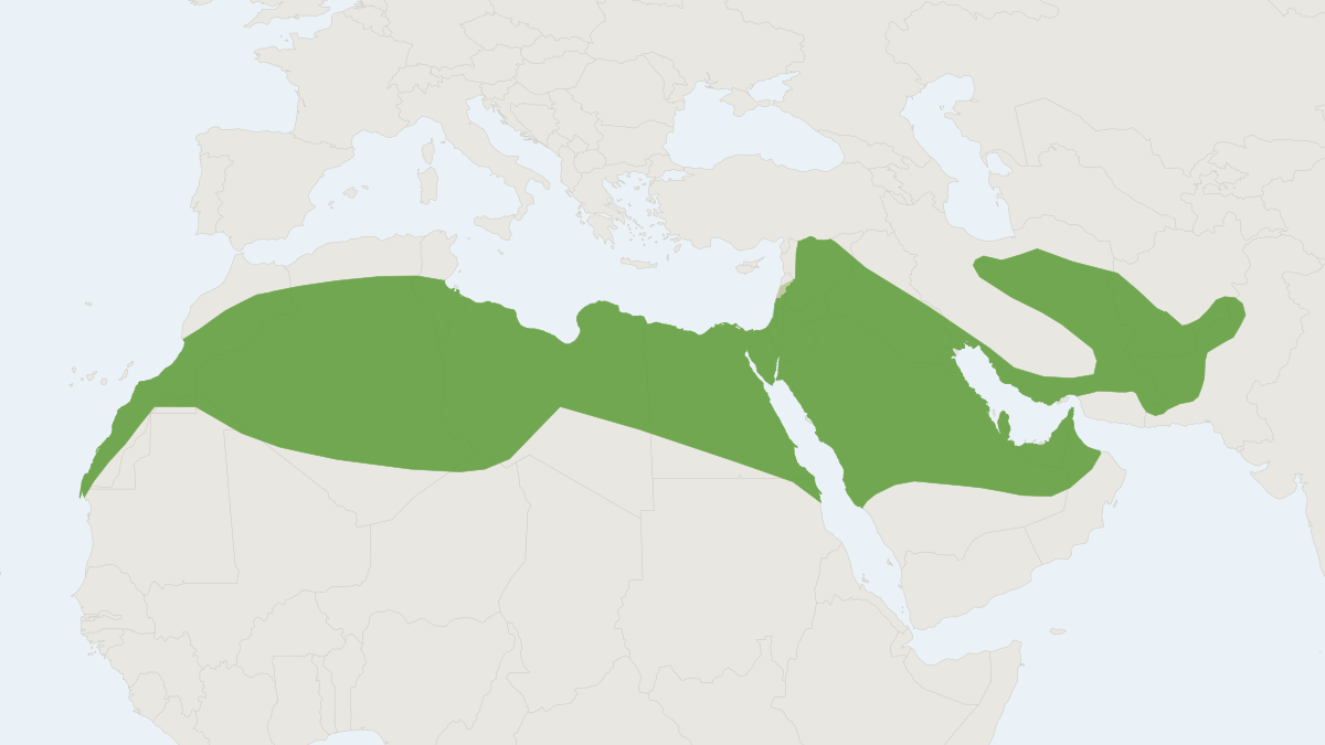 Range map of the Sundevall's Jird (Meriones crassus)