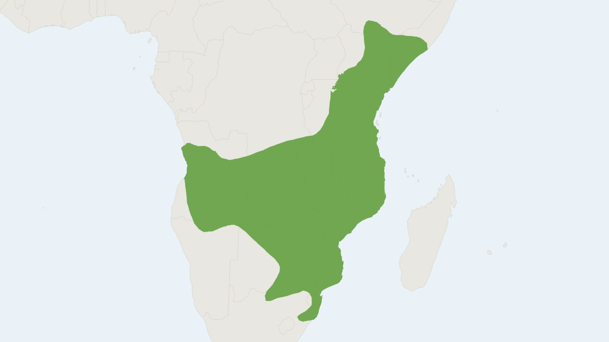 Range map of the Sundevall's Thallomys (Thallomys paedulcus)
