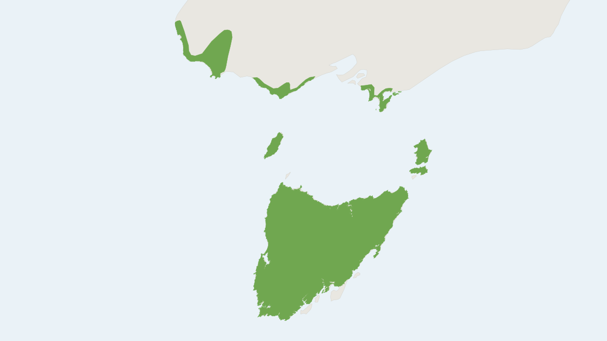 Range map of the Swamp Antechinus (Antechinus minimus)