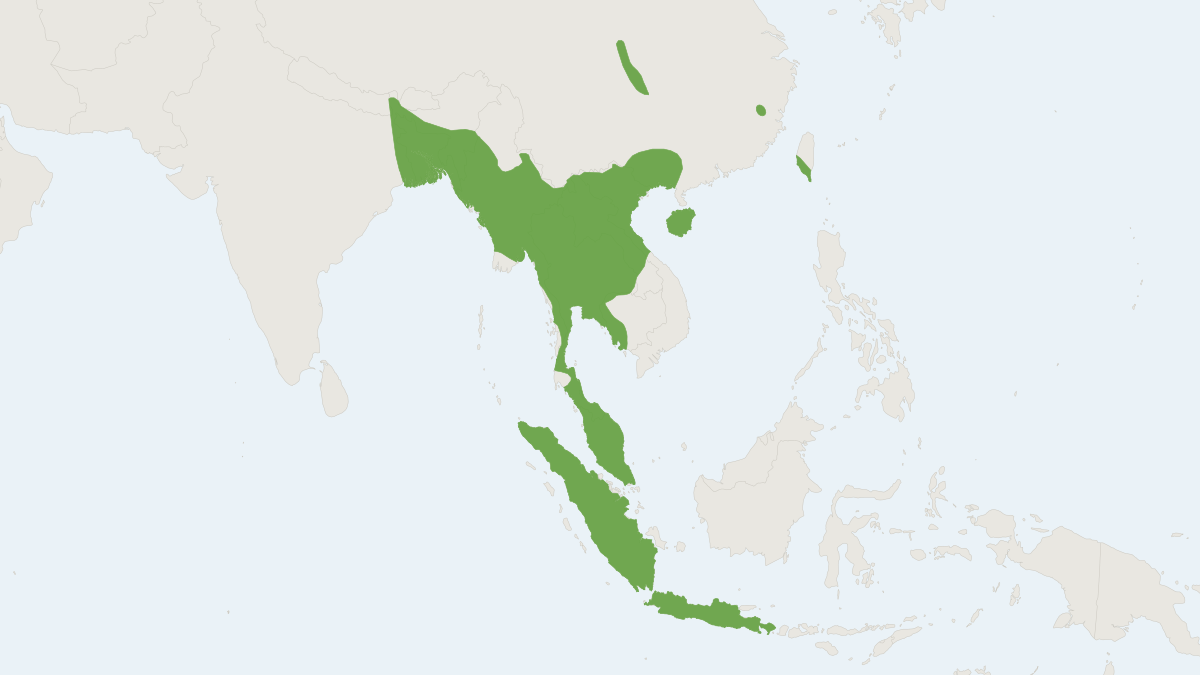 Range map of the Tail-less Leaf-nosed Bat (Coelops frithii) covering Bangladesh, Cambodia and China