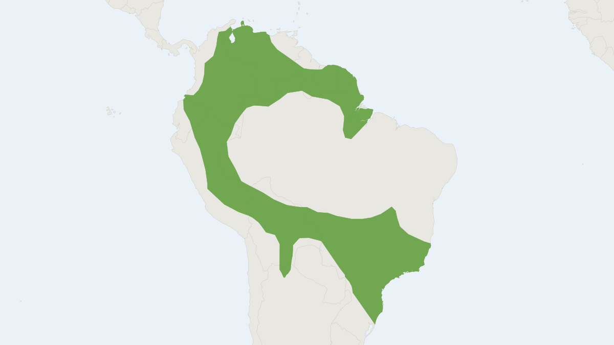 Range map of the Tailed Tailless Bat (Anoura caudifer)