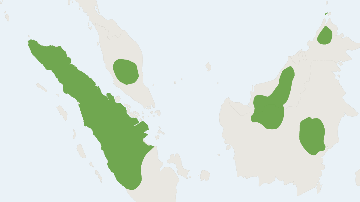 Range map of the Tajuddin's Spiny Rat (Maxomys tajuddinii)
