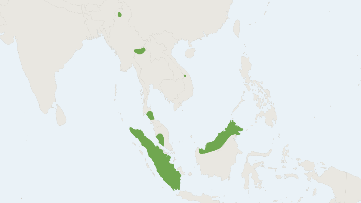 Range map of the Temminck's Flying Squirrel (Petinomys setosus)