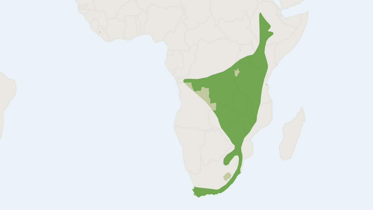 Range map of the Temminck's Myotis (Myotis tricolor)