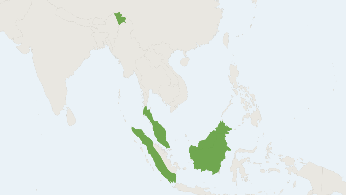 Range map of the Temminck’s Tailless Fruit Bat (Megaerops ecaudatus)
