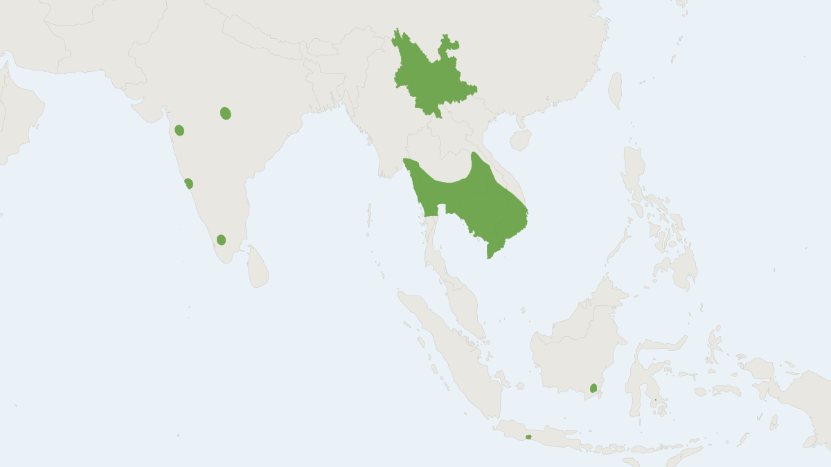 Range map of the Theobold's Bat (Taphozous theobaldi)