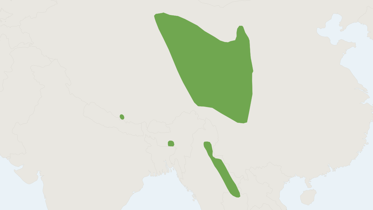 Range map of the Thick-eared Bat (Cnephaeus pachyotis)