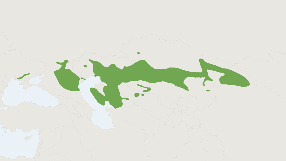 Range map of the Thick-tailed Three-toed Jerboa (Stylodipus telum)