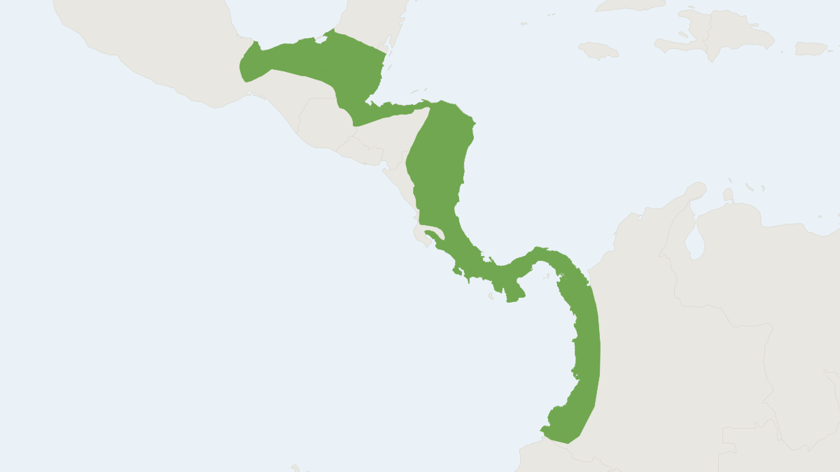 Range map of the Thomas's Fruit-eating Bat (Dermanura watsoni)