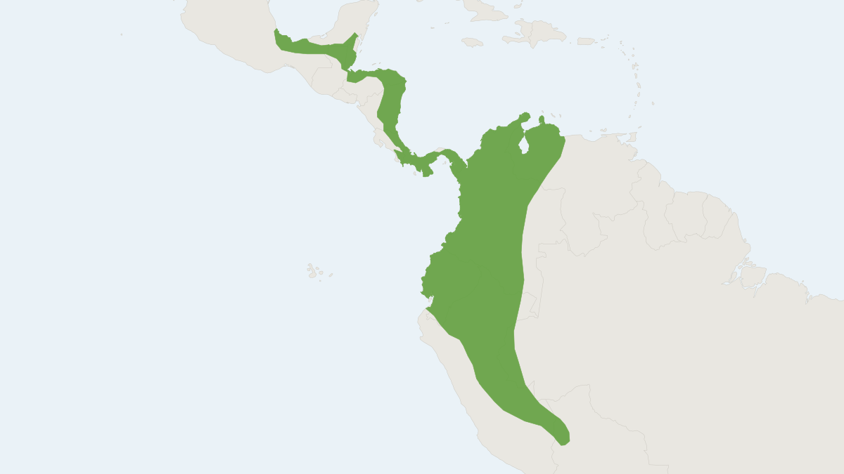 Range map of the Thomas's Shaggy Bat (Centronycteris centralis)