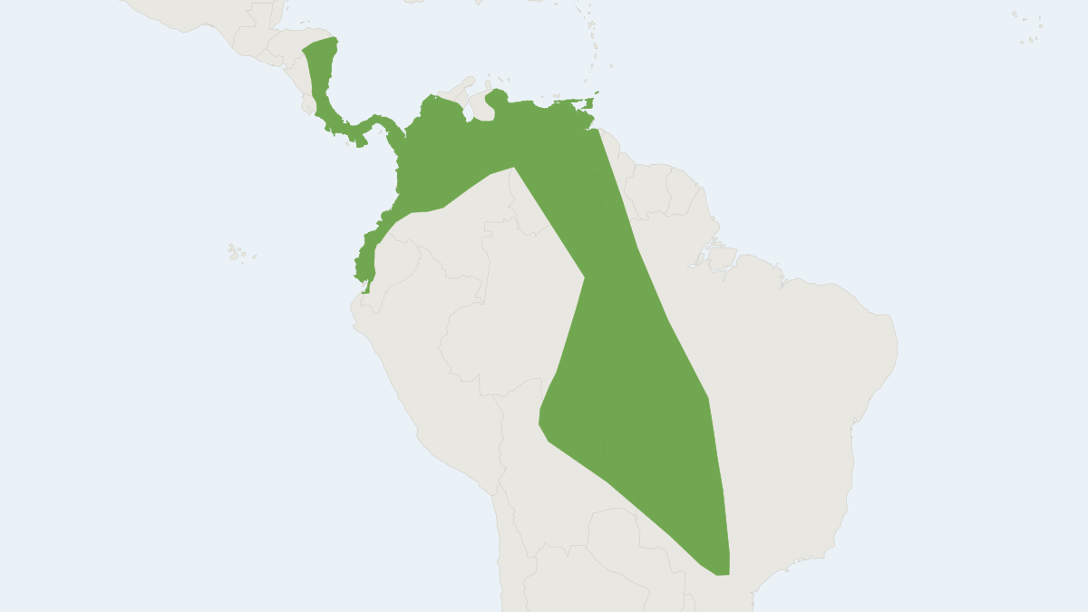 Range map of the Thomas's Yellow Bat (Rhogeessa io)