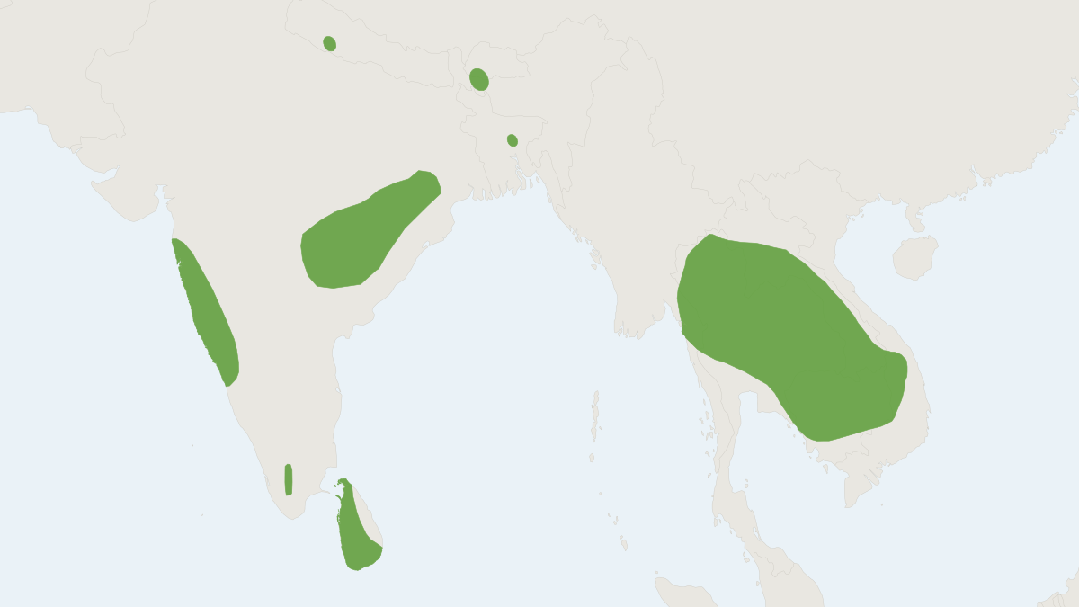 Range map of the Tickell's Bat (Hesperoptenus tickelli)