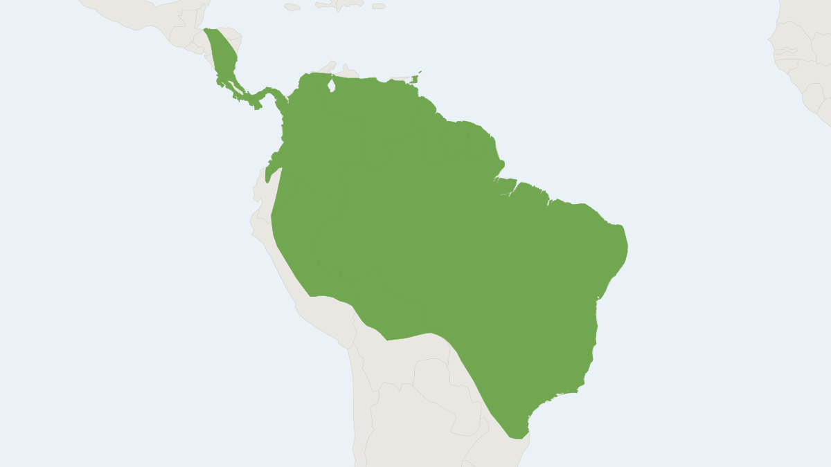 Range map of the Tiny Big-eared Bat (Micronycteris minuta)