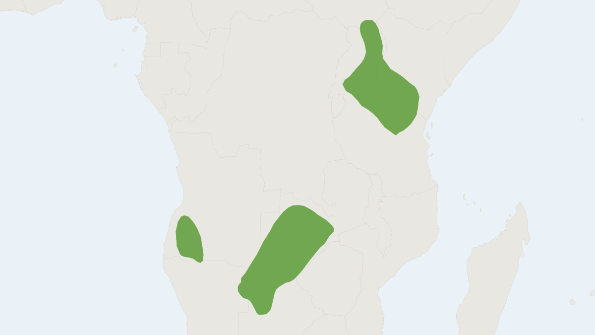 Range map of the Tiny Fat Mouse (Steatomys parvus)