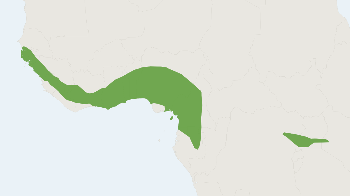Range map of the Tiny Pipistrelle (Pipistrellus nanulus)