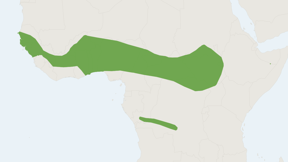 Range map of the Tiny Serotine (Neoromicia guineensis)