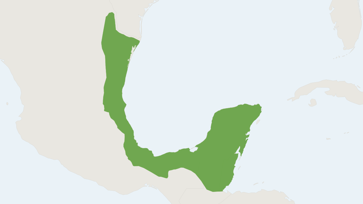 Range map of the Toltec Cotton Rat (Sigmodon toltecus)