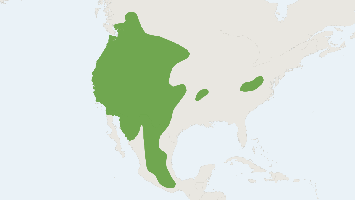 Range map of the Townsend's Big-eared Bat (Corynorhinus townsendii)