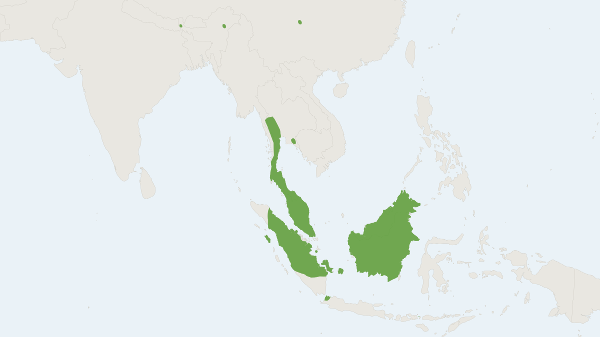 Range map of the Trefoil Horseshoe Bat (Rhinolophus trifoliatus)