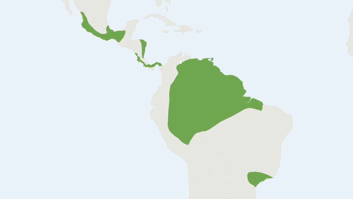 Range map of the Tri-colored Big-eared Bat (Glyphonycteris sylvestris)
