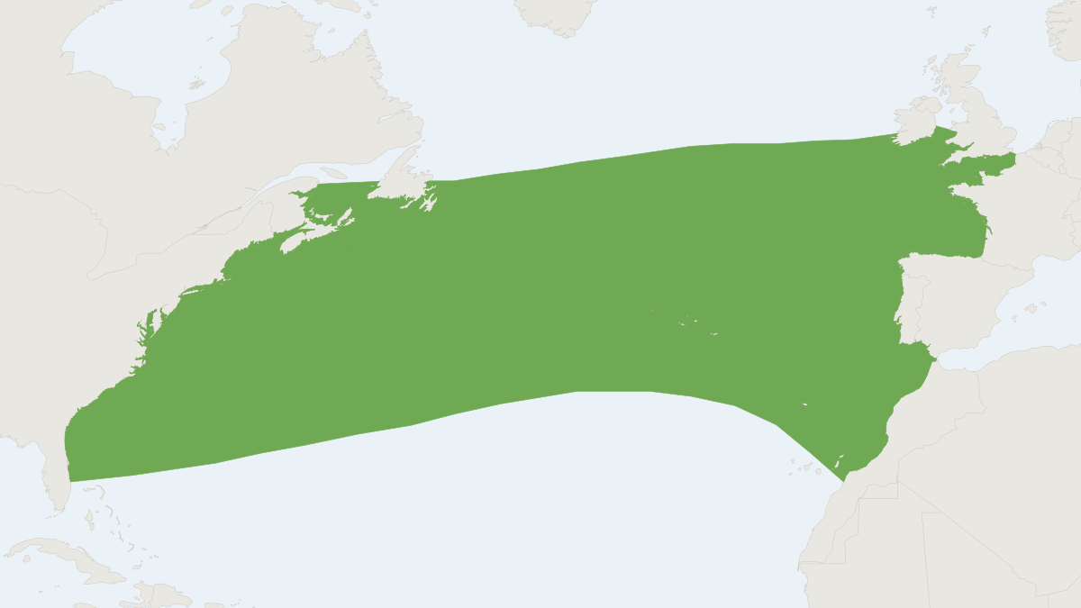 Range map of the True's Beaked Whale (Mesoplodon mirus)