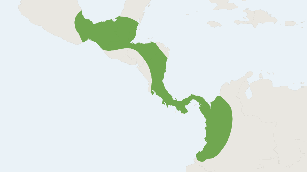 Range map of the Vampyrodes major (Vampyrodes major)