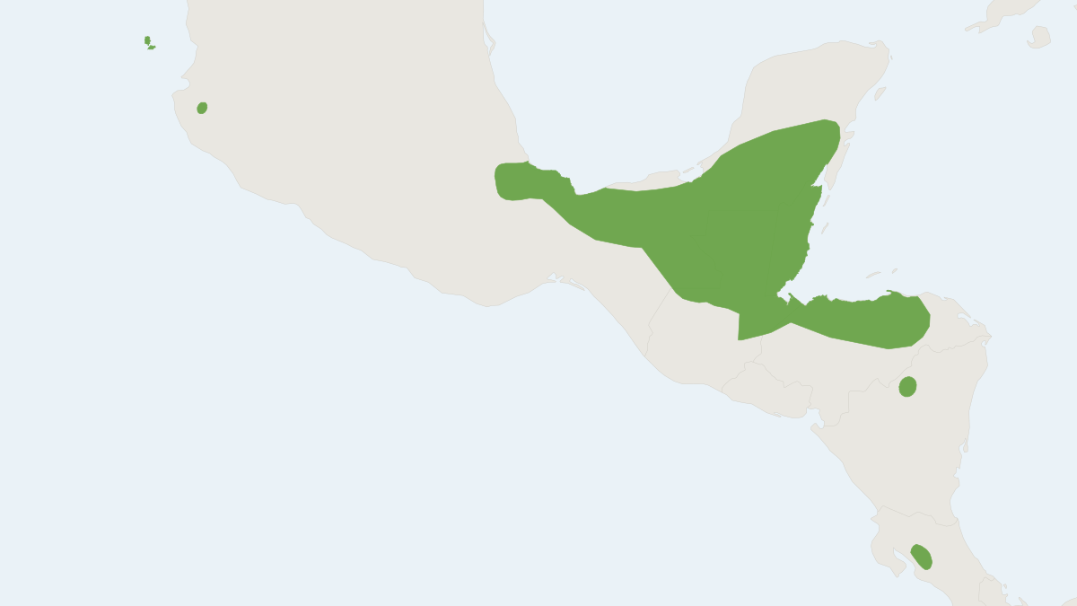Range map of the Van Gelder's Bat (Bauerus dubiaquercus) covering Costa Rica, Honduras and Mexico