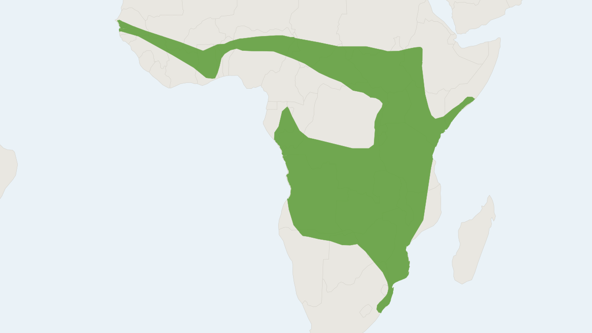 Range map of the Variegated Butterfly Bat (Glauconycteris variegata)