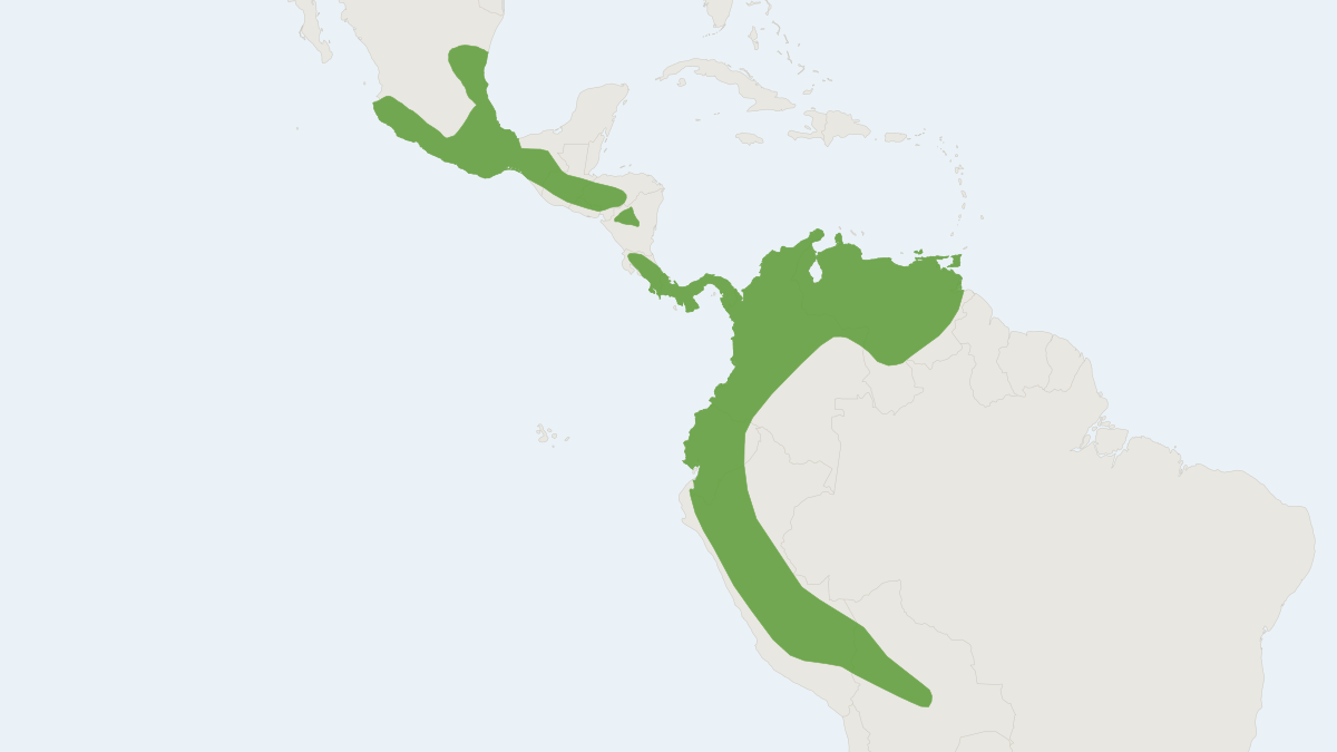 Range map of the Velvety Fruit-eating Bat (Enchisthenes hartii) covering Belize, Bolivia and Colombia