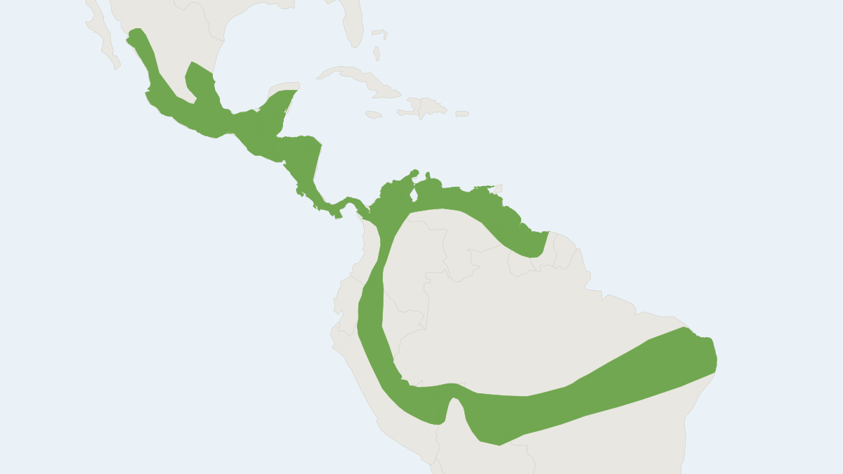 Range map of the Wagner's Mustached Bat (Pteronotus personatus)