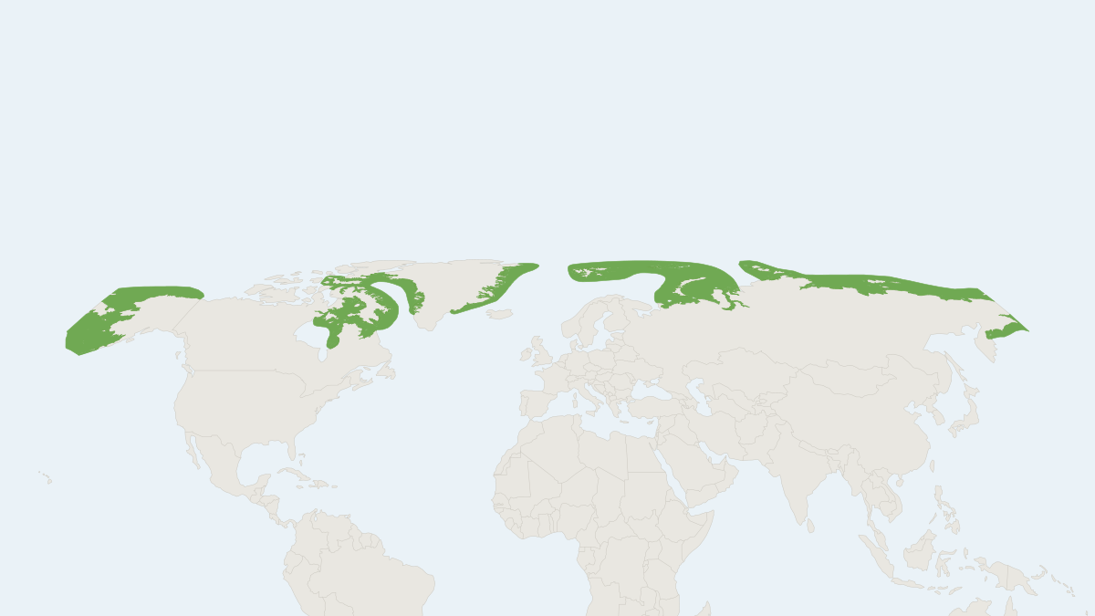 Range map of the Walrus (Odobenus rosmarus) covering Canada, Greenland and Russia