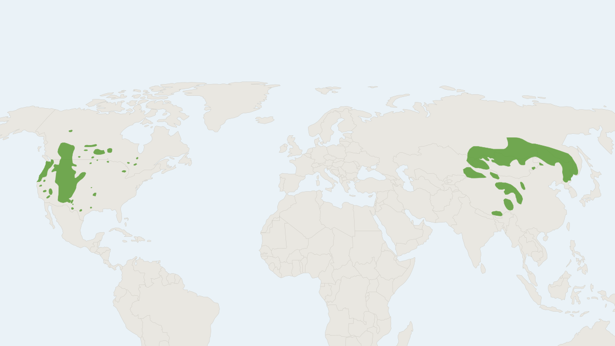 Range map of the Wapiti (Cervus canadensis) covering Canada, China and Mongolia