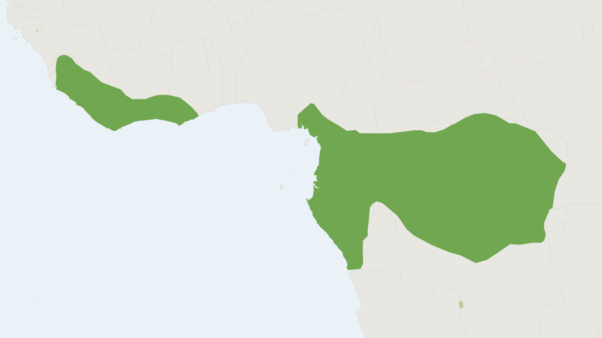 Range map of the Water Chevrotain (Hyemoschus aquaticus)