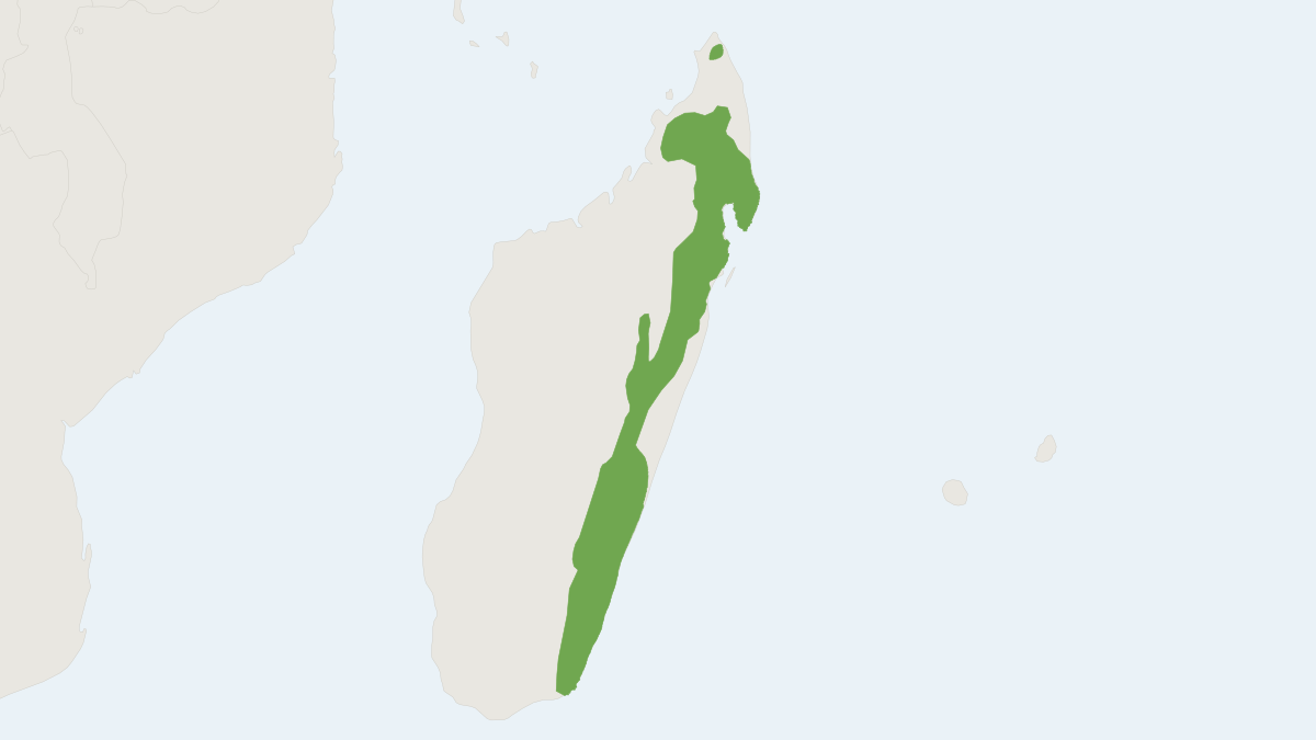 Range map of the Webb's Tuft-tailed Rat (Eliurus webbi)
