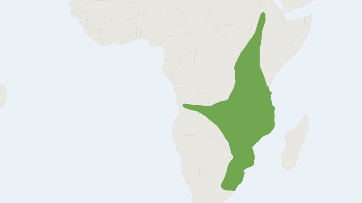 Range map of the Welwitsch's Myotis (Myotis welwitschii)
