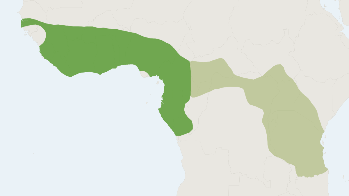 Range map of the West African Pygmy Mouse (Mus musculoides)