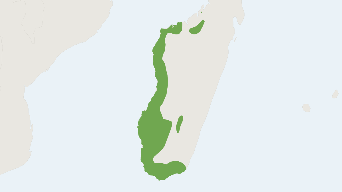 Range map of the Western Big-footed Mouse (Macrotarsomys bastardi)