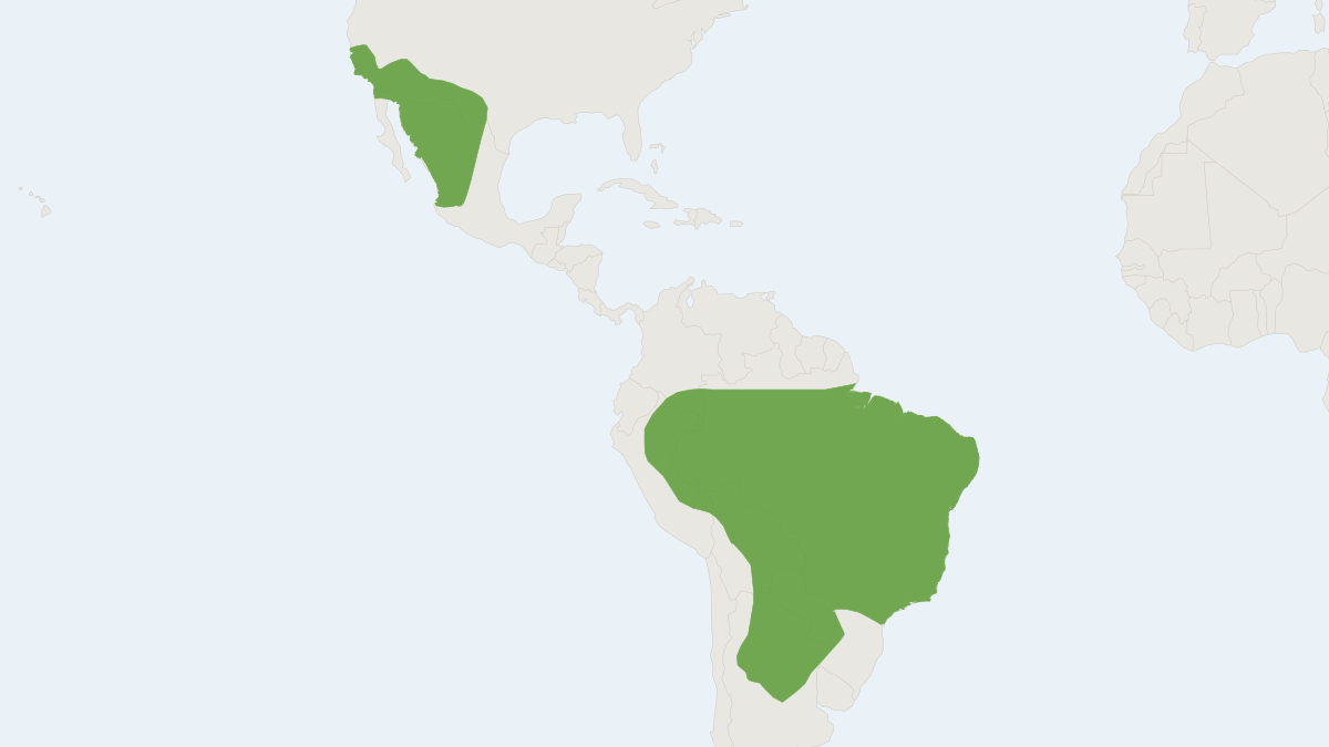 Range map of the Western Mastiff Bat (Eumops perotis)