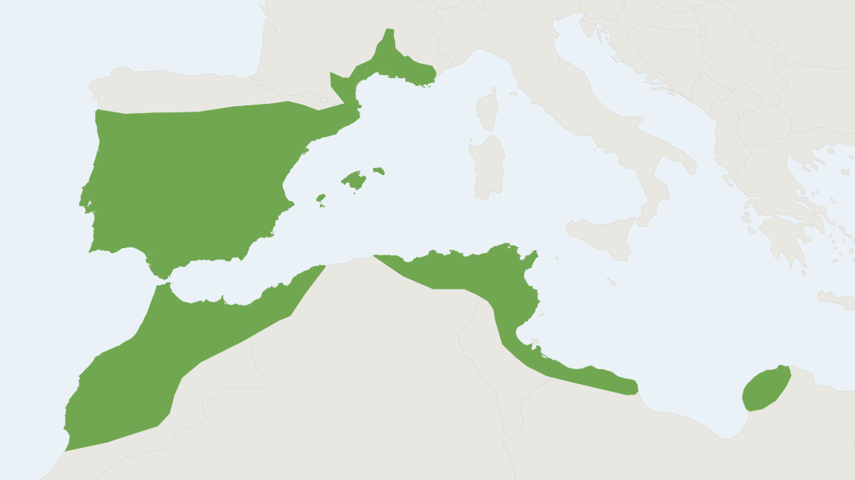 Range map of the Western Mediterranean Mouse (Mus spretus)