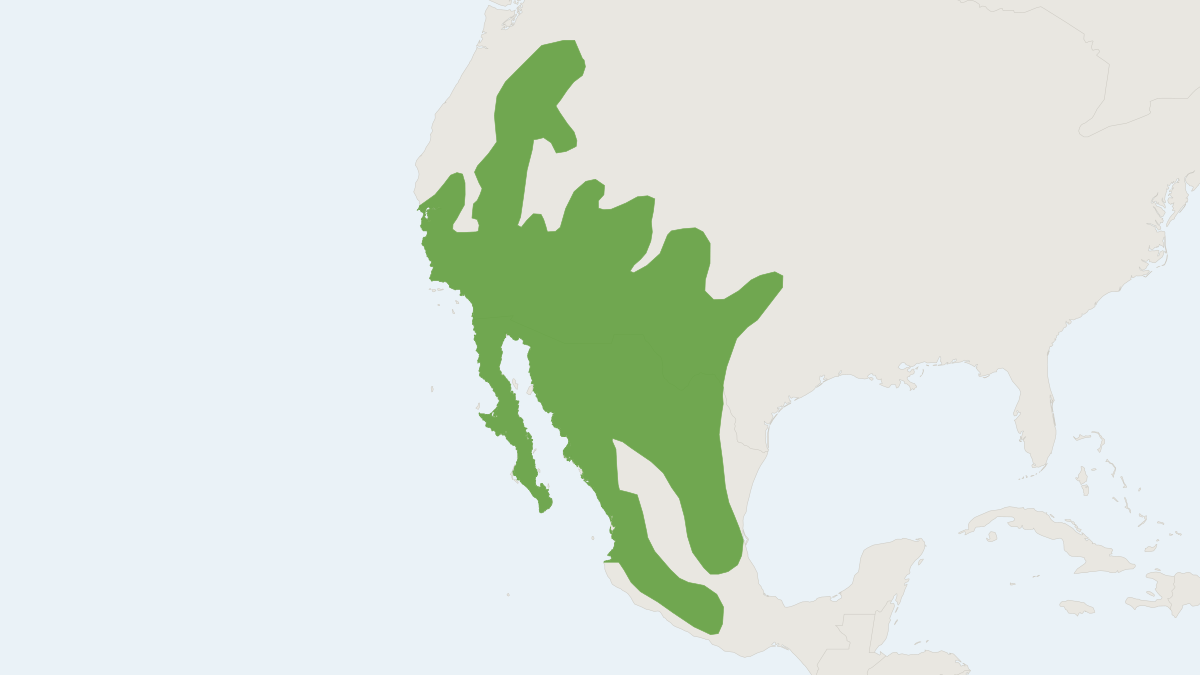 Range map of the Western Pipistrelle (Parastrellus hesperus)