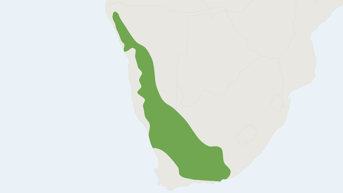 Range map of the Western Rock Sengi (Elephantulus rupestris)