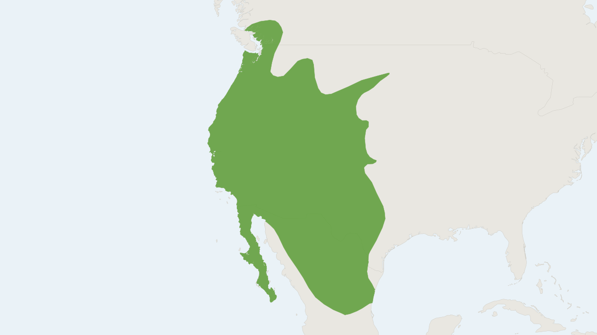 Range map of the Western Spotted Skunk (Spilogale gracilis)