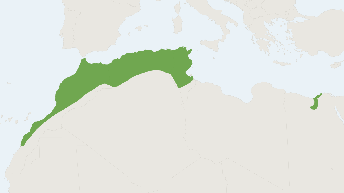 Range map of the Whitaker's Shrew (Crocidura whitakeri)