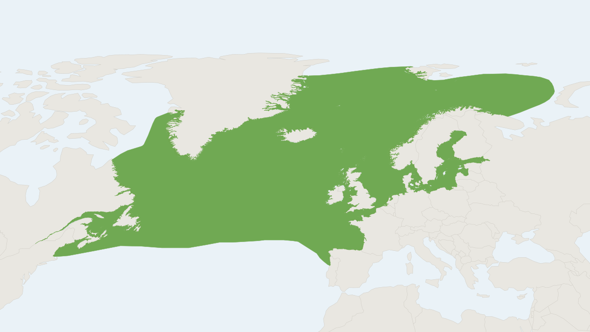 Range map of the White-beaked Dolphin (Lagenorhynchus albirostris)