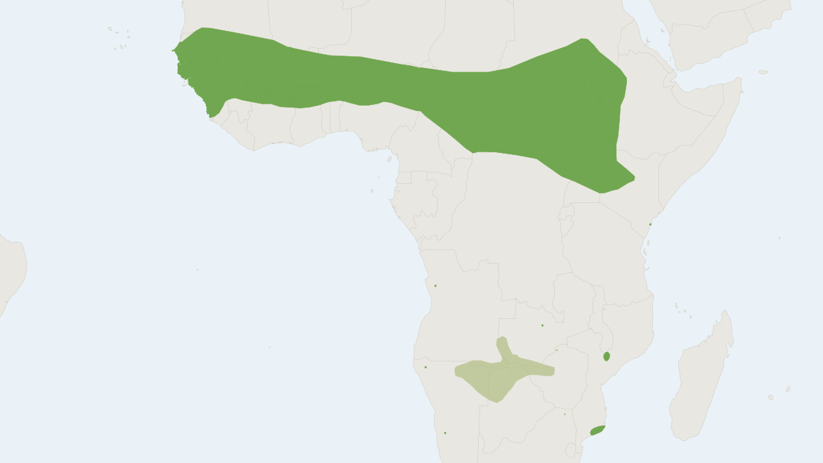 Range map of the White-bellied Yellow Bat (Scotophilus leucogaster)