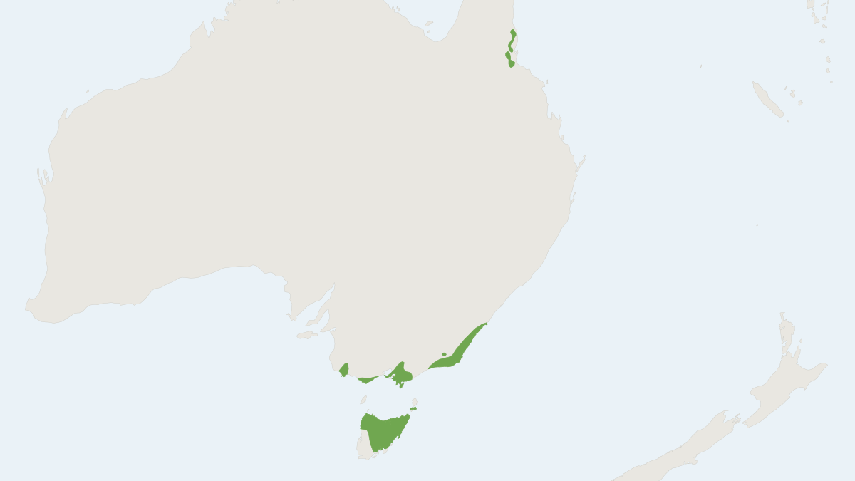 Range map of the White-footed Dunnart (Sminthopsis leucopus)