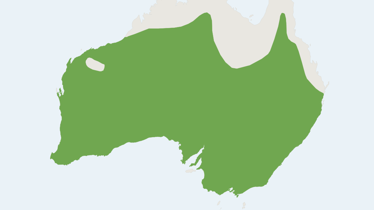 Range map of the White-striped Free-tailed Bat (Austronomus australis)